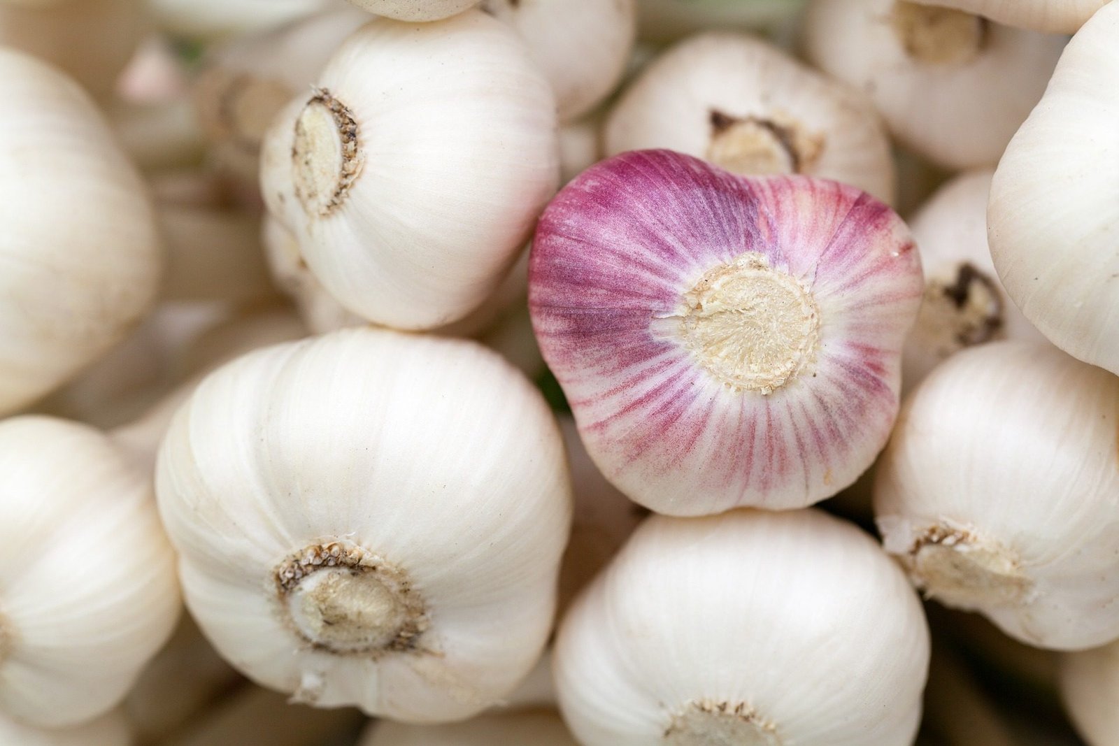 garlic-84691_1920